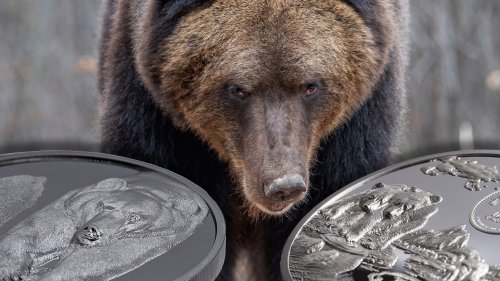 Mongolia 2023 1000 Togrog BROWN BEAR Growing Up 2 Oz Silver Coin